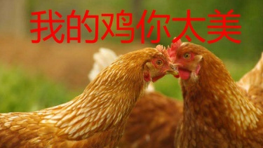 蔡徐坤:我的鸡你太美